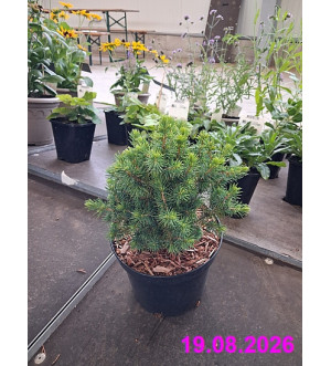 Picea glauca 'Conica' C 2,5 L